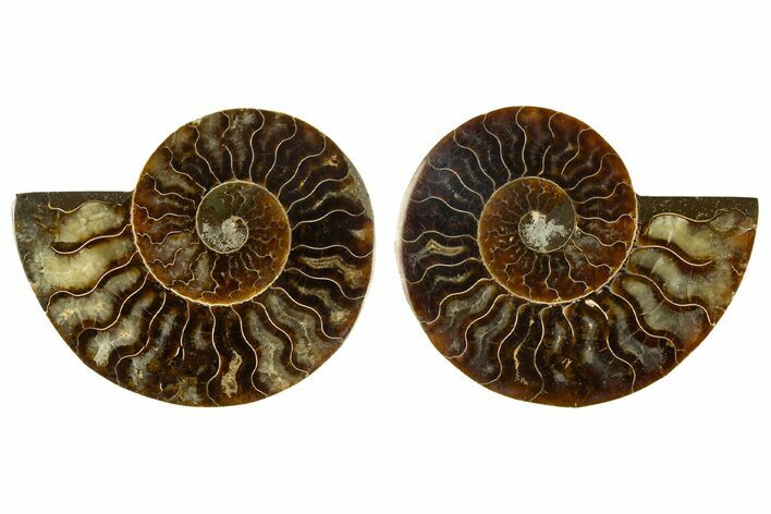 Cut & Polished, Agatized Ammonite Fossil - Madagascar #308130